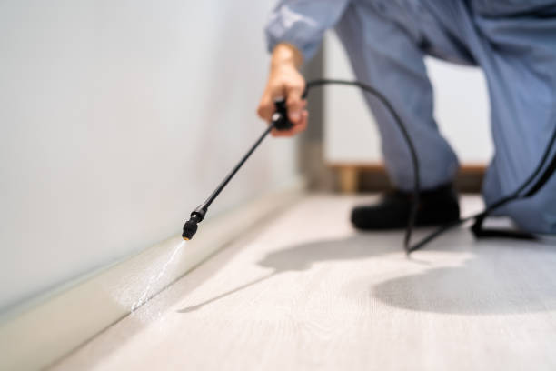 Best Flea Control Services  in Pawcatuck, CT