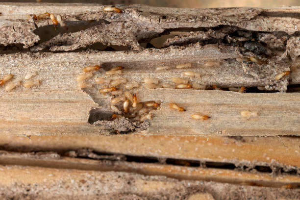 Pest Prevention Services in Pawcatuck, CT