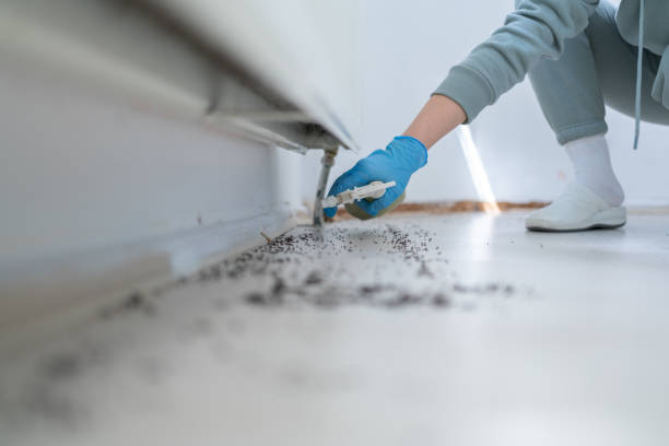 Insect Control in Pawcatuck, CT